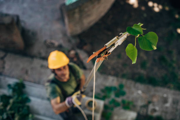 Best Commercial Tree Services  in USA