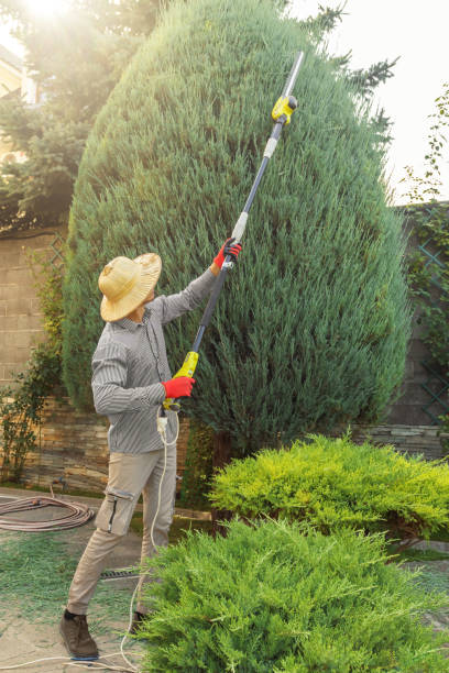 Best Lawn Dethatching  in USA